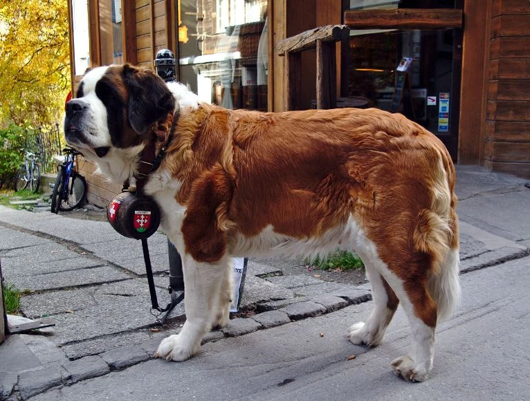 🐕 EG, pelo largo (45 kg o +) Precio desde...
